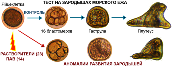 Токсичность органических растворителей и поверхностно активных веществ изучена на эмбрионах морского ежа 1-1.png (png, 156 Kб)
