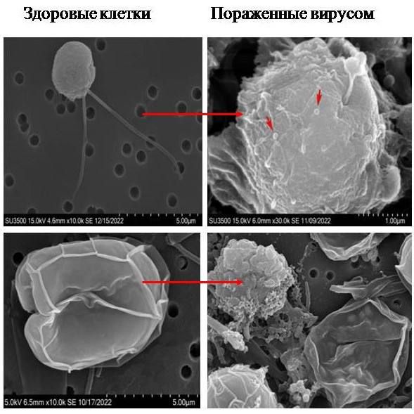 Влияние вирусной инфекции на черноморские микроводоросли 2-3.jpeg (jpeg, 66 Kб)