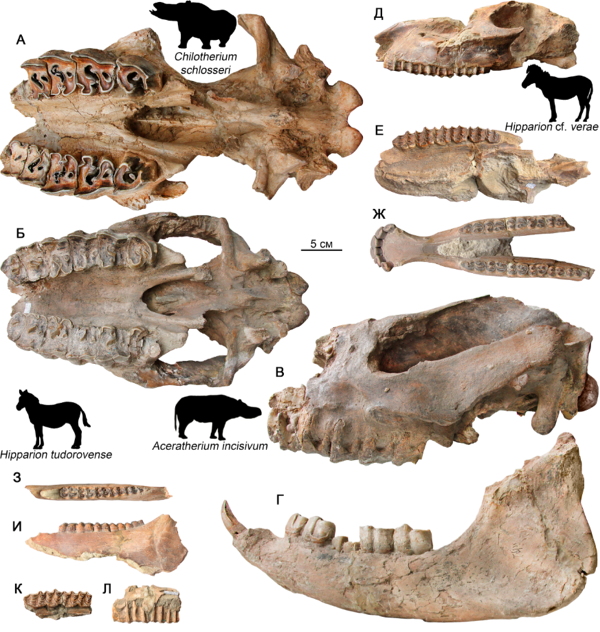 Особенности питания хищных и копытных млекопитающих Северного Причерноморья в позднем миоцен 1-2.png (png, 563 Kб)