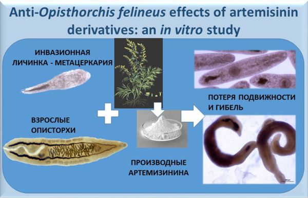 Лекарства на основе полыни могут помочь при описторхозе 1-1.jpg (jpg, 50 Kб)