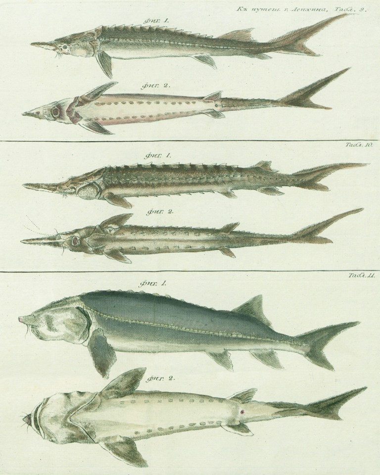 Как выглядит стерлядь рыба фото и осетр отличия